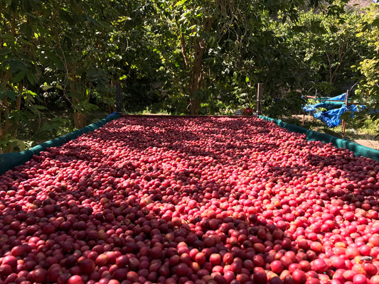 Why Yemeni coffee so expensive?